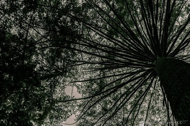 ARBORETUM