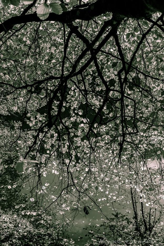 ARBORETUM